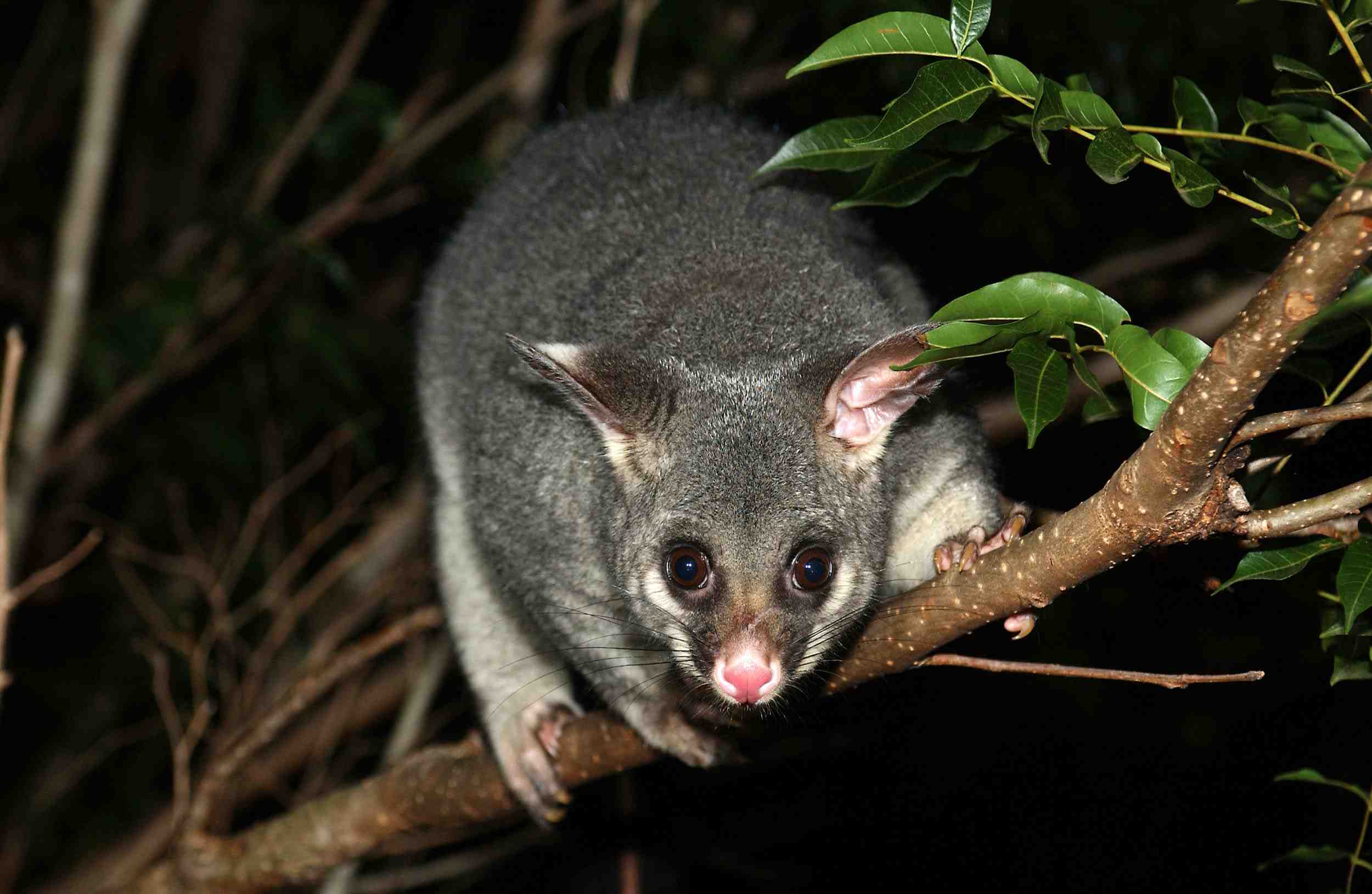 Brushtail possum in its natural Australian habitat