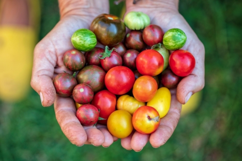 Hands holding red green orange and yellow tomatoes