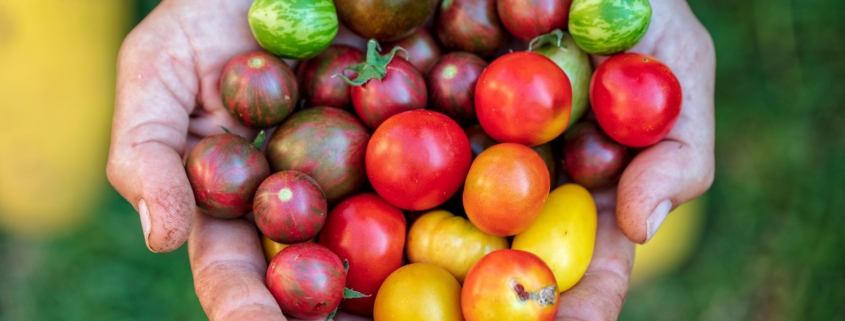Hands holding red green orange and yellow tomatoes