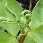 Broad bean new growth showing leaf curl and shrivelling.