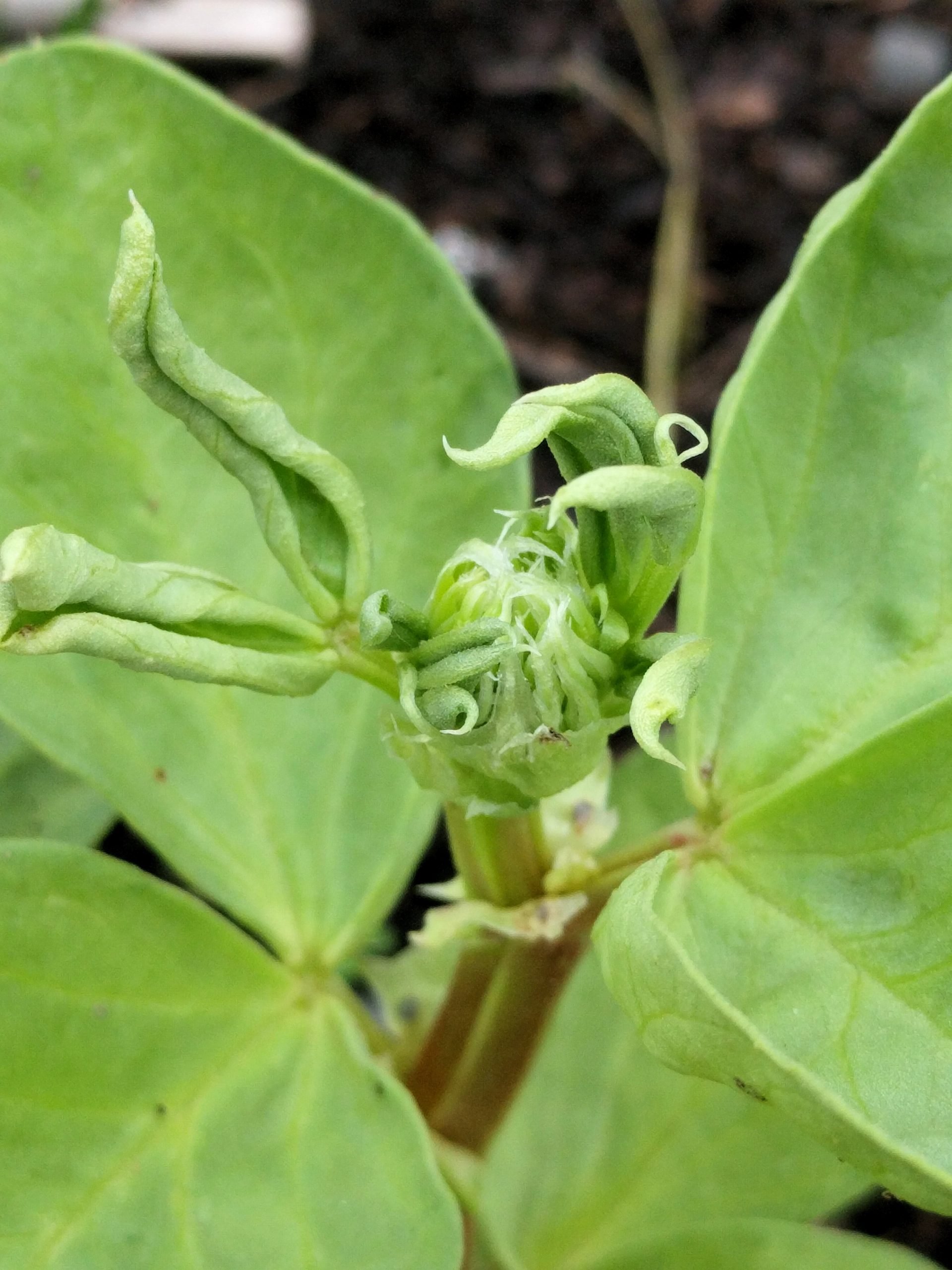 Broad bean new growth showing leaf curl and shrivelling.