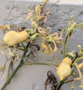 Thai pink egg showing stunted and shrivelled growth.