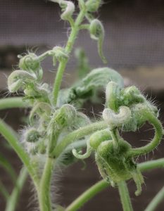 Distorted tomato leaves showing leaf curl and shrivelling. 