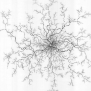 root drawing