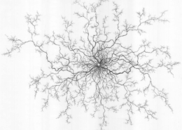 root drawing