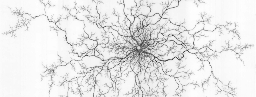 root drawing