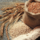Spelt grain