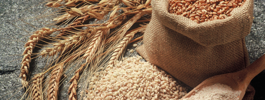 Spelt grain