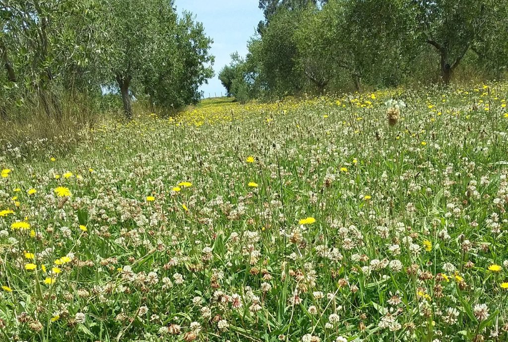Diverse sward under the Dali Estate olive trees.