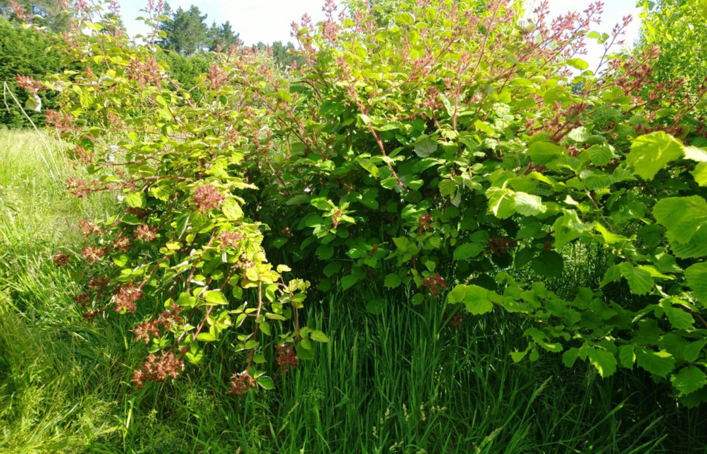 japanese wineberry bush