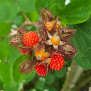 wineberry