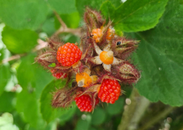 wineberry