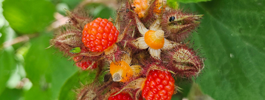 wineberry