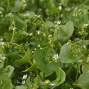 Miners lettuce