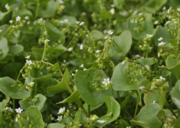 Miners lettuce