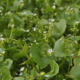 Miners lettuce