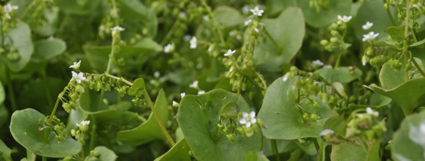 Miners lettuce