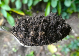 Teaspoon of Soil