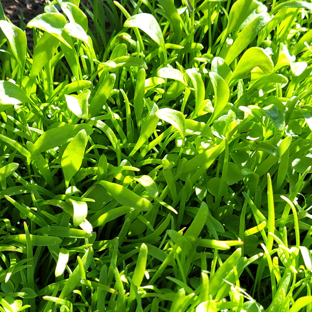 Baby miners lettuce