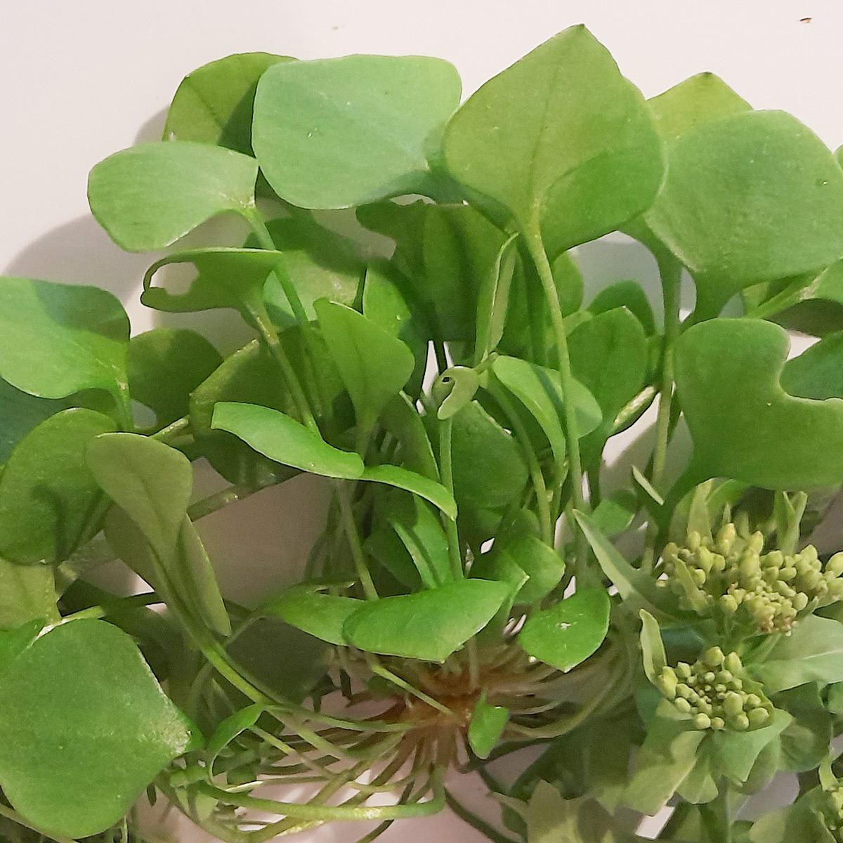 Miners Lettuce