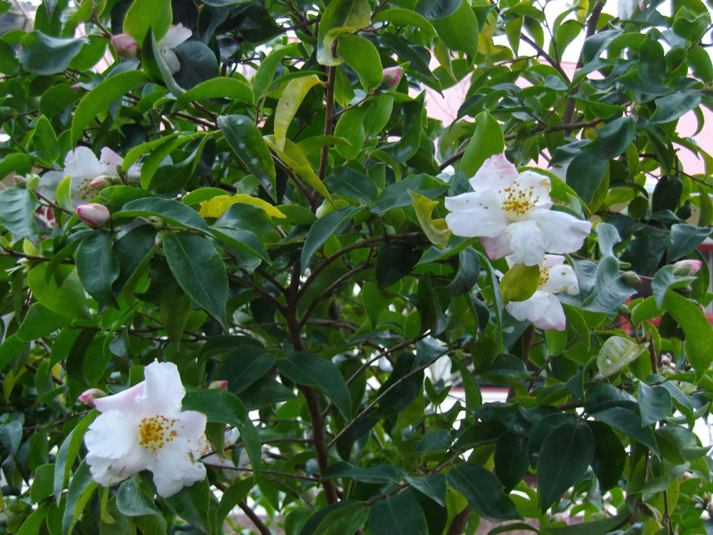 Camelias