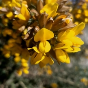 Gorse in flower