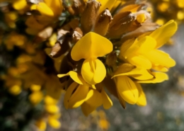 Gorse in flower