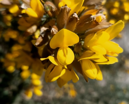 Gorse in flower