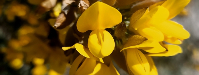 Gorse in flower