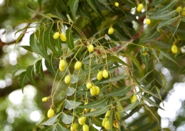 Azadirachta indica - the neem tree