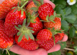 Strawberries - planting by the moon in NZ.