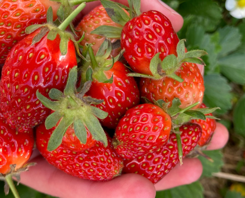 Strawberries - planting by the moon in NZ.