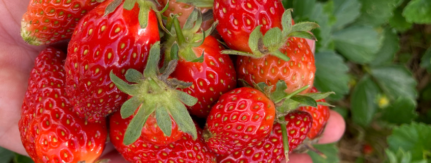 Strawberries - planting by the moon in NZ.