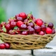 Basket of cherries