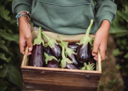 Box of aubergines (eggplants)