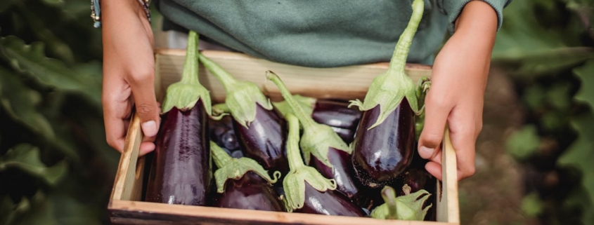 Box of aubergines (eggplants)