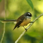Fantail on tree branch