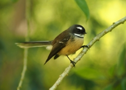 Fantail on tree branch