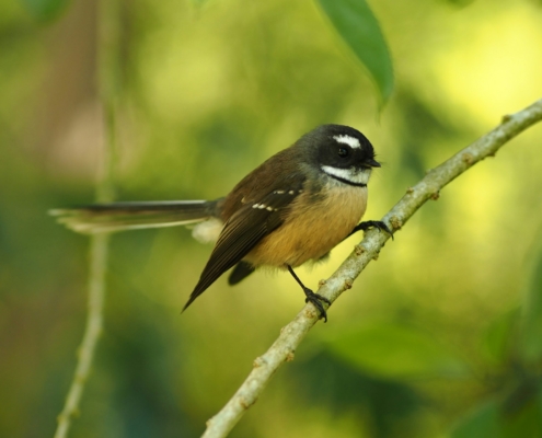 Fantail on tree branch