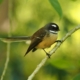Fantail on tree branch