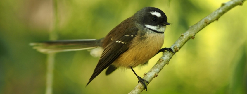 Fantail on tree branch