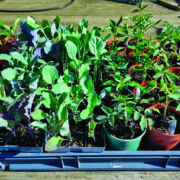 Hardening off seedlings in mid spring