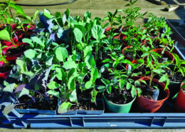Hardening off seedlings in mid spring