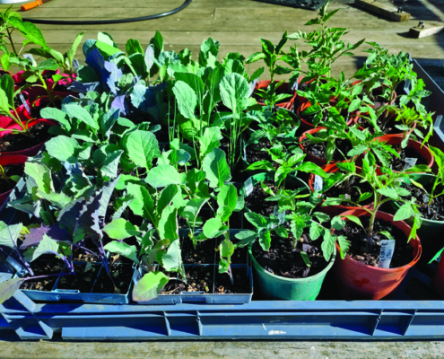 Hardening off seedlings in mid spring