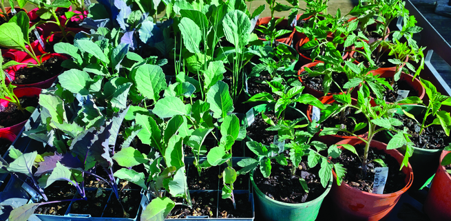 Hardening off seedlings in mid spring