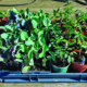 Hardening off seedlings in mid spring