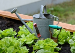 Lettuces and watering can in home garden