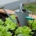 Lettuces and watering can in home garden