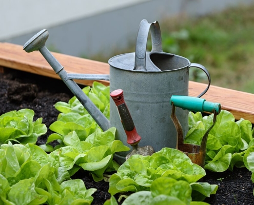Lettuces and watering can in home garden