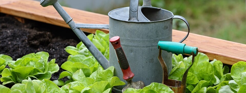 Lettuces and watering can in home garden